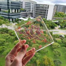 Load image into Gallery viewer, [Saku Collection] Sakura Coaster (Square)
